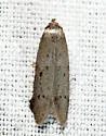 Hypatopa sagitella - Hodges#1152