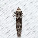 Hypatopa simplicella - Hodges#1151.1