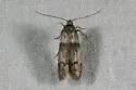 Hypatopa simplicella - Hodges#1151.1 - photo 2