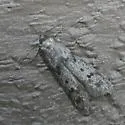 Hypatopa titanella - Hodges#1156