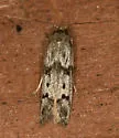 Hypatopa titanella - Hodges#1156 - photo 2