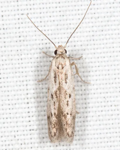 Hypatopa vestaliella - Hodges#1218 - photo 4