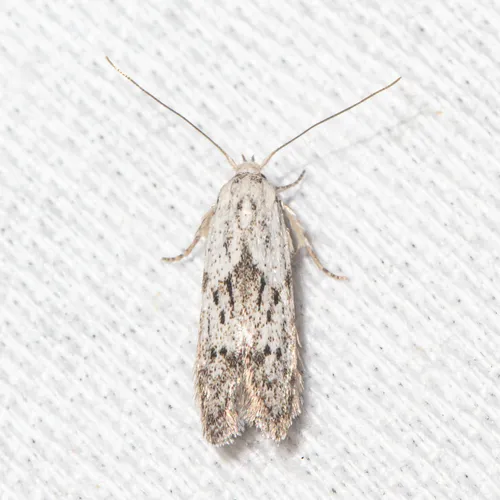 Hypatopa vestaliella - Hodges#1218 - photo 5