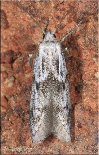 Hypatopa vestaliella - Hodges#1218 - photo 6