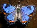 Colorado Hairstreak - Hodges#4266