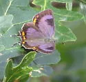 Colorado Hairstreak - Hodges#4266 - photo 2