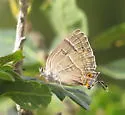Colorado Hairstreak - Hodges#4266 - photo 3