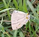Colorado Hairstreak - Hodges#4266 - photo 5