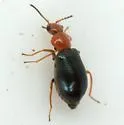 Hypebaeus apicalis - photo 2