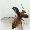 Hypebaeus apicalis - photo 3
