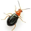 Hypebaeus apicalis - photo 4