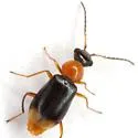 Hypebaeus apicalis - photo 5