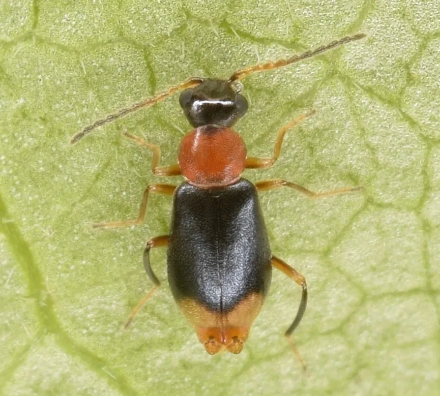 Hypebaeus bicolor - photo 2