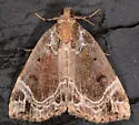 White-lined Hypena - Hodges#8445