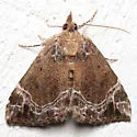 White-lined Hypena - Hodges#8445 - photo 2