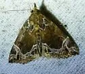 White-lined Hypena - Hodges#8445 - photo 3