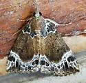 White-lined Hypena - Hodges#8445 - photo 4