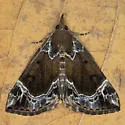 White-lined Hypena - Hodges#8445 - photo 5