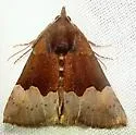 Hypena appalachiensis - Hodges#8447.1