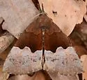 Hypena appalachiensis - Hodges#8447.1 - photo 2