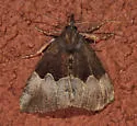 Hypena appalachiensis - Hodges#8447.1 - photo 3