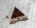 Hypena appalachiensis - Hodges#8447.1 - photo 4