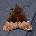 Hypena appalachiensis - Hodges#8447.1 - photo 5
