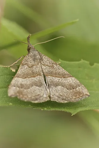 Hypena atomaria - Hodges#8450