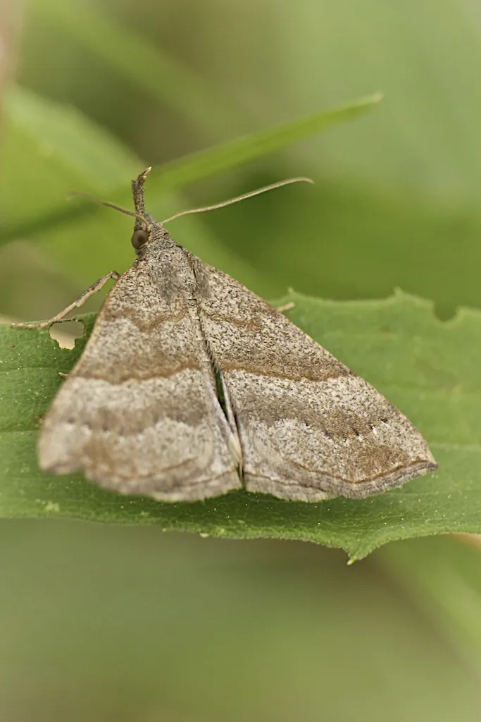 Hypena atomaria - Hodges#8450 - photo 2