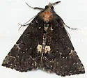 Dimorphic Hypena - Hodges#8443
