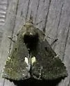 Dimorphic Hypena - Hodges#8443 - photo 2