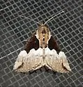 Dimorphic Hypena - Hodges#8443 - photo 3