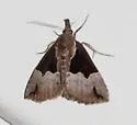 Dimorphic Hypena - Hodges#8443 - photo 5