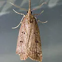 Hypena californica - Hodges#8462