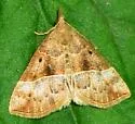 Deceptive Hypena - Hodges#8446
