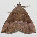 Deceptive Hypena - Hodges#8446 - photo 2