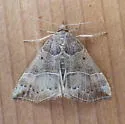 Deceptive Hypena - Hodges#8446 - photo 3