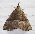 Deceptive Hypena - Hodges#8446 - photo 4