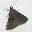 Deceptive Hypena - Hodges#8446 - photo 5