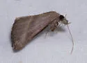 Hypena degesalis - Hodges#8459 - photo 2