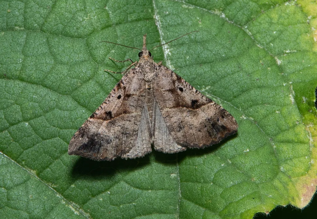 Large Hypena - Hodges#8452 - photo 2