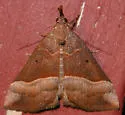 Red-footed Hypena - Hodges#8455 - Hypena eductalis