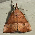 Red-footed Hypena - Hodges#8455 - photo 2