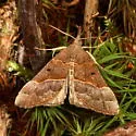 Red-footed Hypena - Hodges#8455 - photo 3