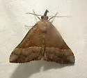 Red-footed Hypena - Hodges#8455 - photo 4