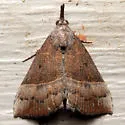 Red-footed Hypena - Hodges#8455 - photo 5