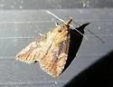 Hop Vine Moth - Hodges#8461 - Hypena humuli