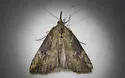 Hop Vine Moth - Hodges#8461 - photo 2