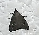 Hop Vine Moth - Hodges#8461 - photo 3