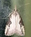 Hop Vine Moth - Hodges#8461 - photo 4